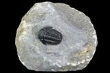 Detailed Gerastos Trilobite Fossil - Morocco #108479-1